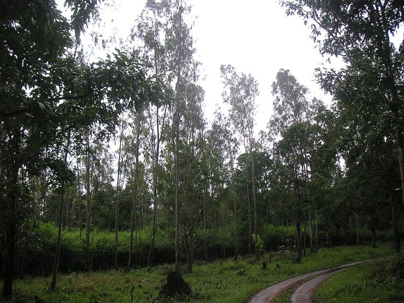 Wayanad Wildlife Sanctuary